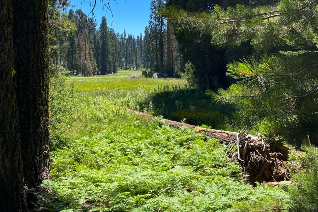 The Tharp's Log trail looking back to Crescent Meadow in Sequoia National Park.