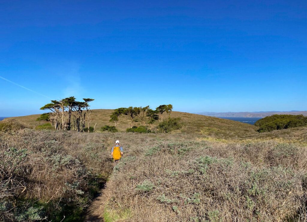 A lone hiker passes windswept cypress trees along the Tomales Point Trail headlands.