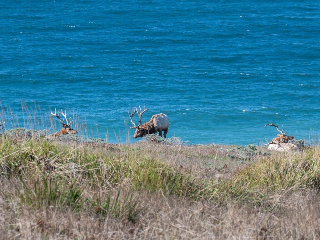 Tule elk lounge in tall grasses on a ridge above the Pacific Ocean, along the Tomales Point Trail in Inverness, California. 