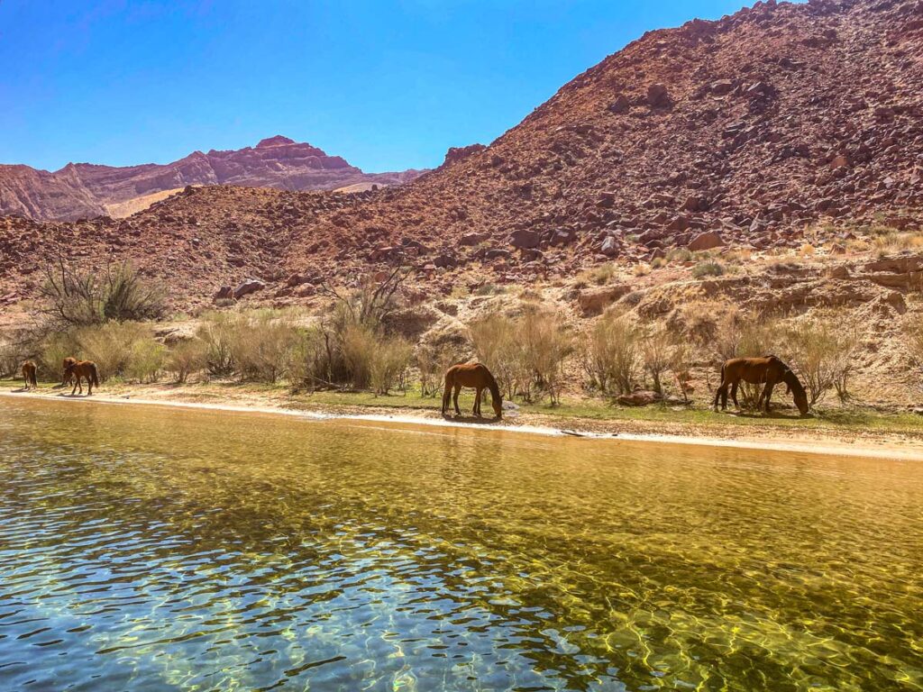 Wild horses graze along the banks of the Colorado River through Marble Canyon, just north of Lees Ferry, Arizona.