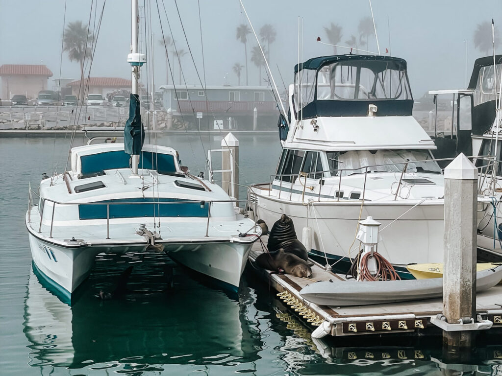 Two sea lions relax in Oceanside Harbor, a popular place to paddle board in San Diego.