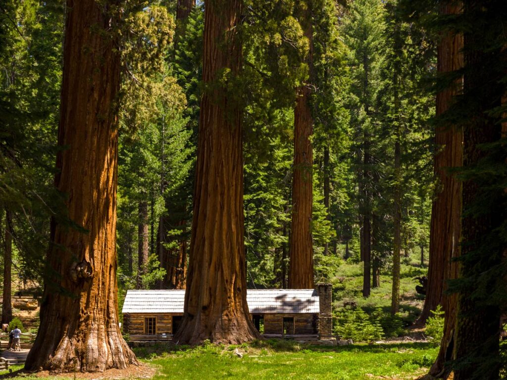 A log cabin appears miniature next to the giant sequoia trees of Mariposa Grove in Yosemite National Park.