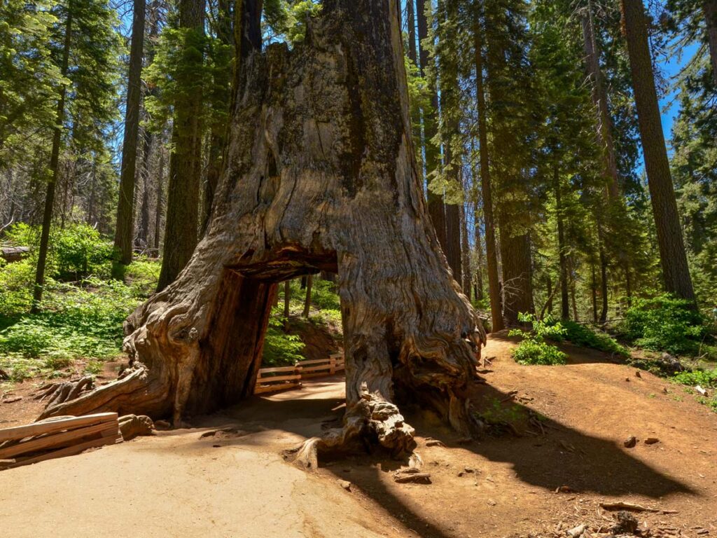 A sequoia tree in Yosemite National Park's Tuolumne Grove is carved out, allowing hikers to walk through the giant trunk.