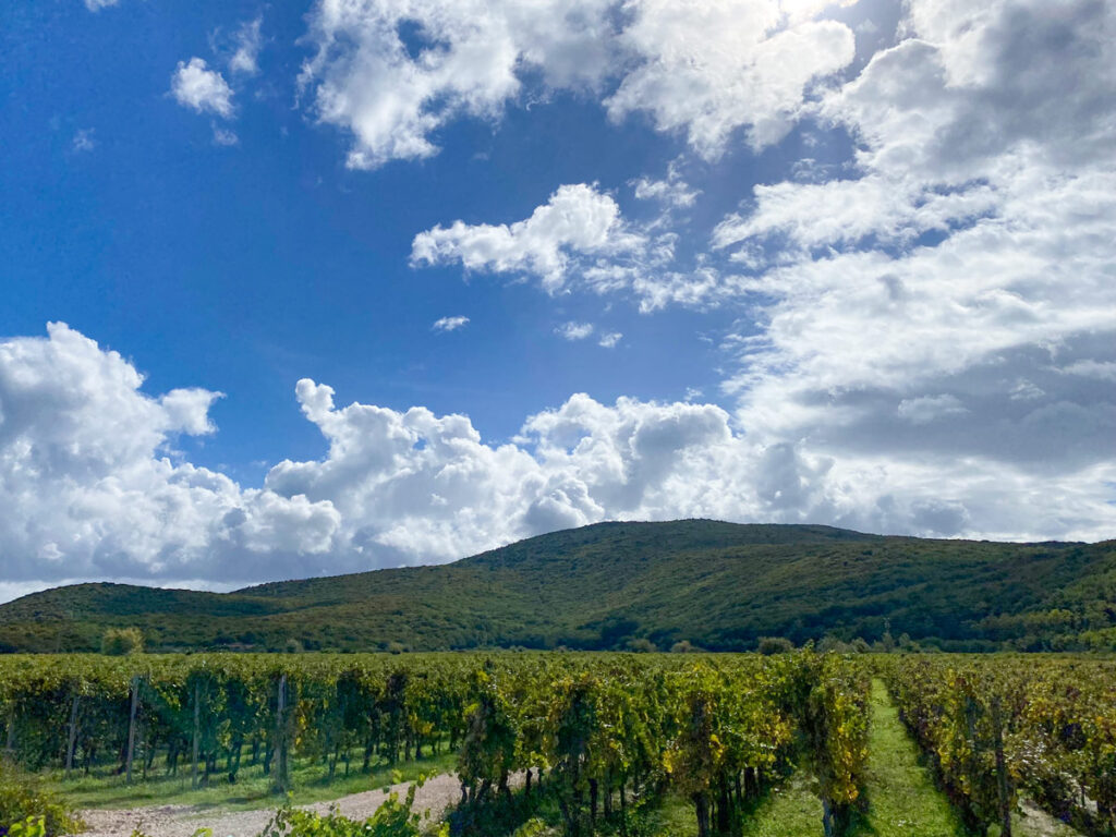 Vineyards stretch along rolling green hills outside of Vrbnik, Croatia.