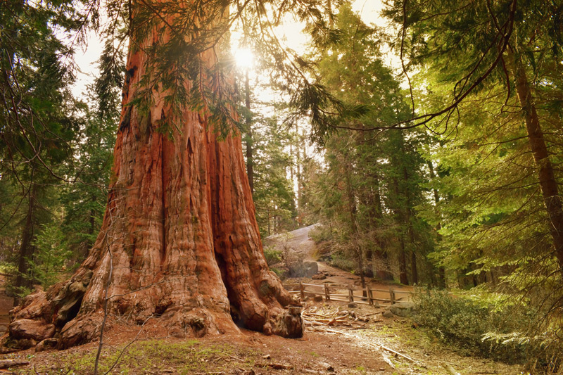 The famous General Grant tree in Kings Canyon National Park.