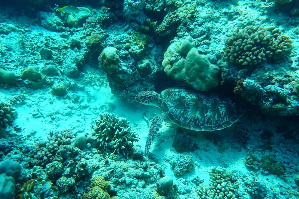 A sea turtle peeks out from under coral off the coast of Indonesia's Gili Air.