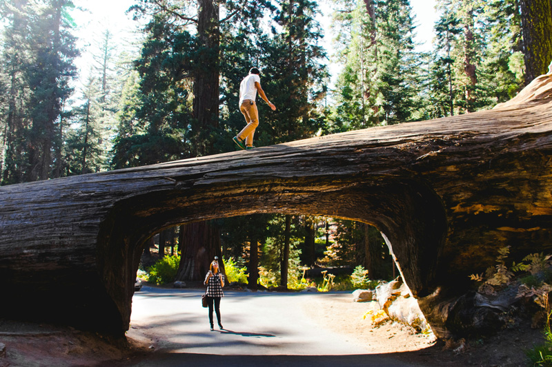 Tourists walk along the famous Tunnel Log in Sequoia National Park.