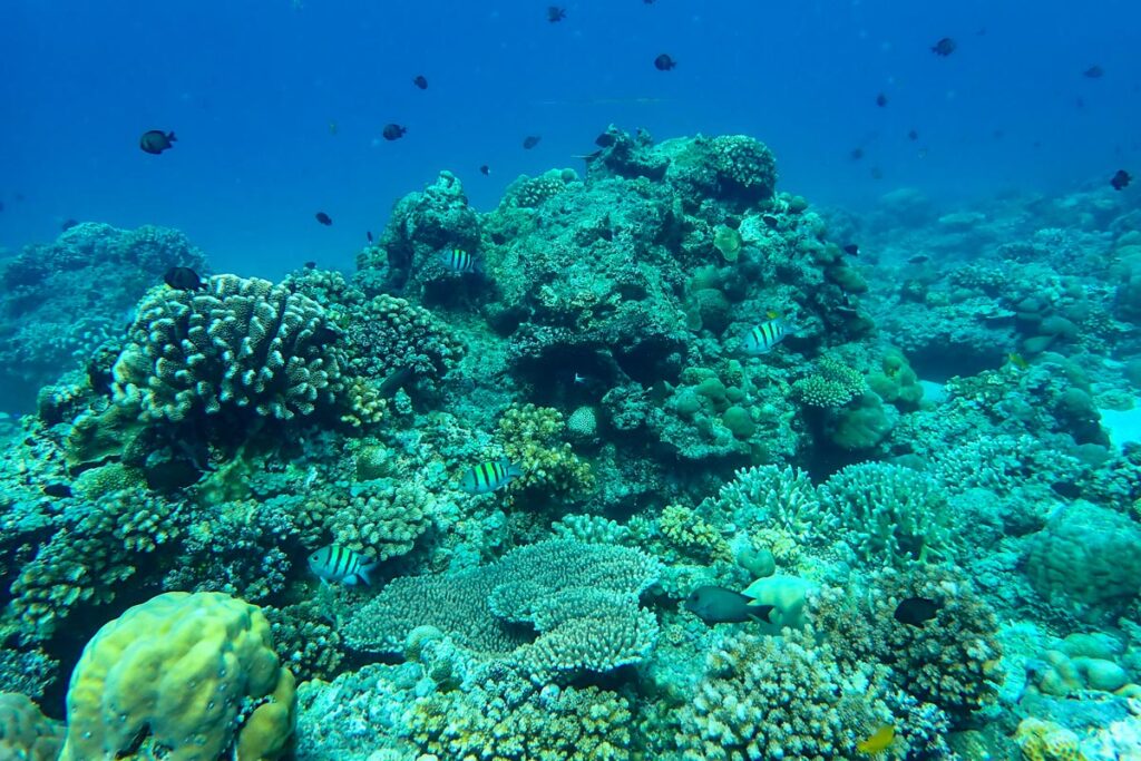 Tropical fish swim amongst the coral reefs of Gili Air in Indonesia.