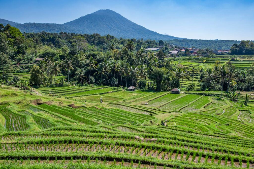 The terraced hillsides of Jatiluwih stretch out towards Mount Abung in the horizon on Bali, Indonesia. Jatiluwih makes a great day trip if you have 4 days in Ubud.