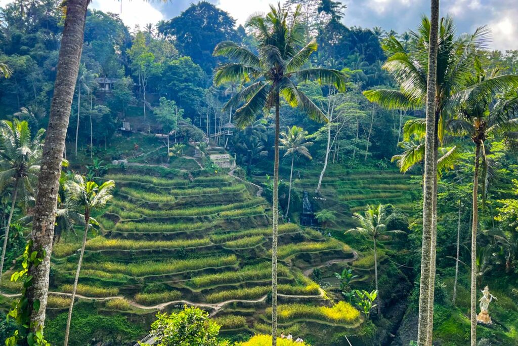 The sun rises over the lush terraced hillsides and palm trees of Tegalalang Rice Terrace near Ubud in Bali, Indonesia.