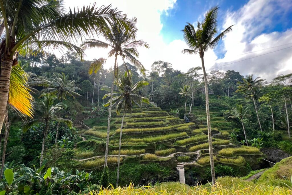 The sun rises over the lush terraced hillsides and palm trees of Tegalalang Rice Terrace near Ubud in Bali, Indonesia.