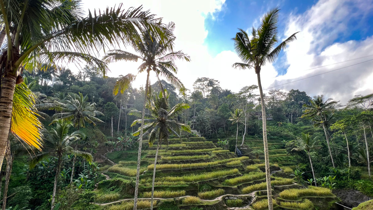 The sun rises over the lush terraced hillsides and palm trees of Tegalalang Rice Terrace near Ubud in Bali, Indonesia.