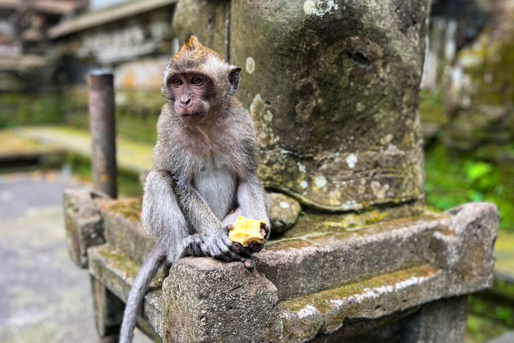 A macaque sits on a stone ledge as it chews a piece of fruit in Ubud, Bali.