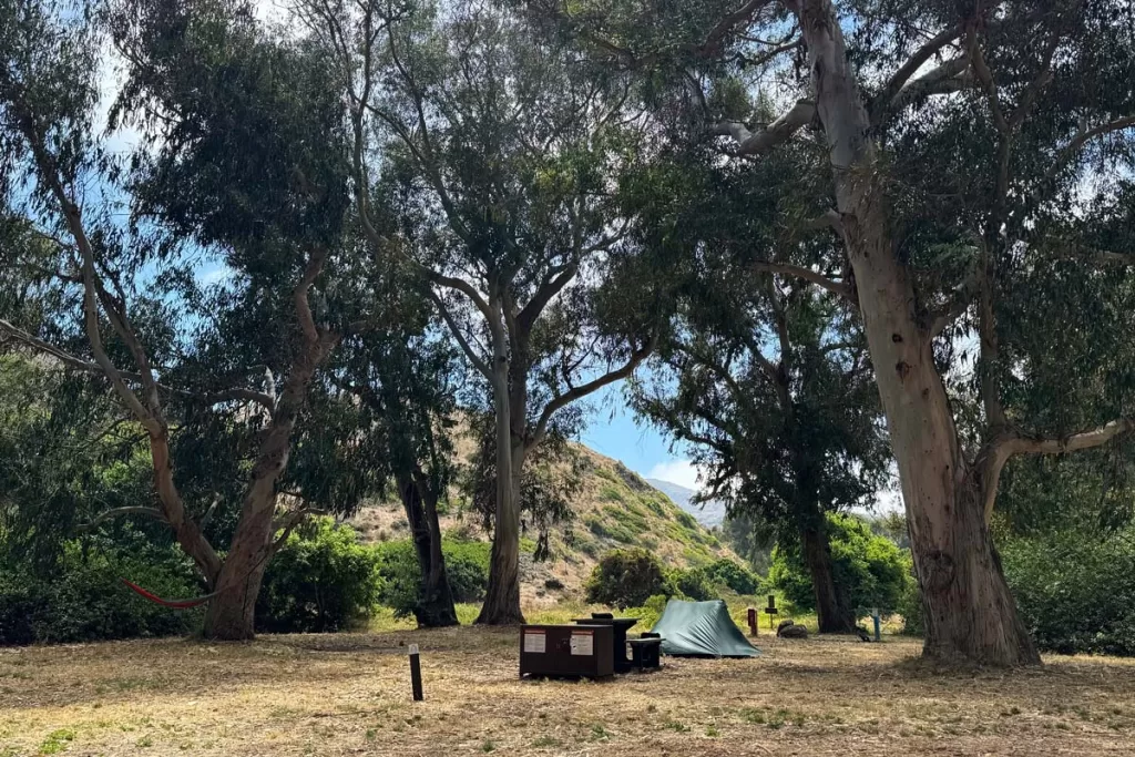 A solitary green tent sits under a eucalyptus grove on Santa Cruz Island, the most popular of Channel Islands camping locations.