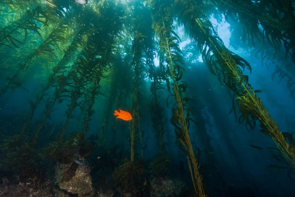 A bright orange Garibaldi fish swims amongst a tall kelp forest off the coast of Channel Islands National Park.