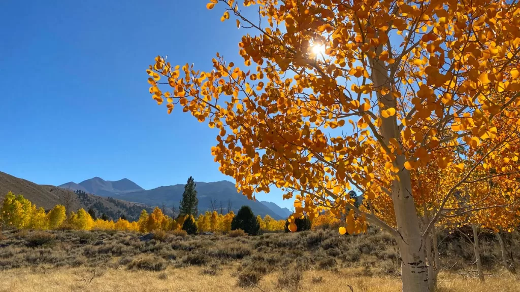 An aspen tree, with leaves bright orange, is seen in focus on a sunny fall day, with distant mountain peaks and other fall colors in the background.