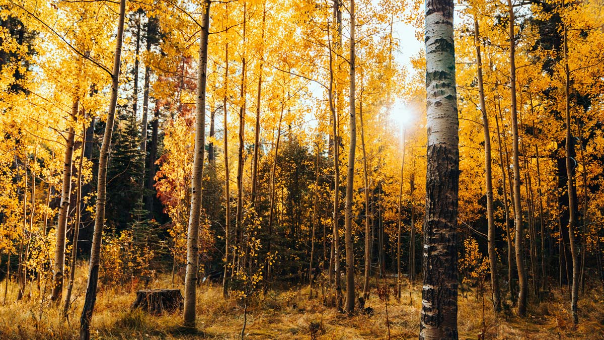 The fall foliage in a grove of quaking aspens near Emerald Bay, California. The Sierra Nevada mountains are one of the best places to see fall color in California.