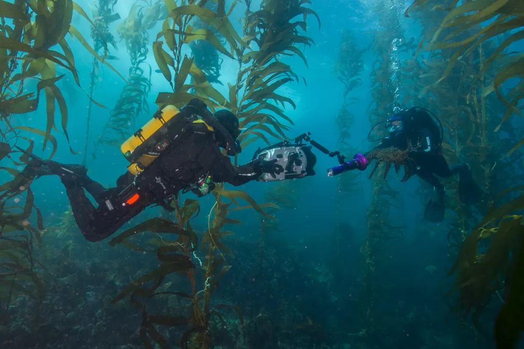 A scuba diver films his companion as they drift among the underwater kelp forests in Channel Islands National Park.