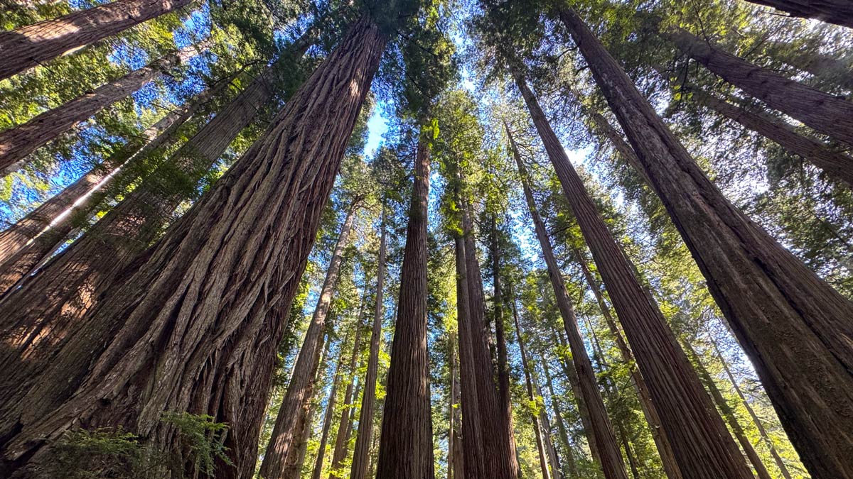 Towering redwood trees are seen from below with a fish eye lens, in Redwood National Park.