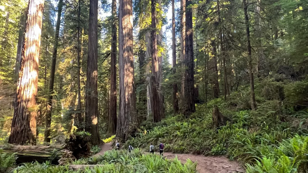 Four hikers appear minuscule next to towering redwood trees, as they walk along a dirt trail in Redwood National Park.