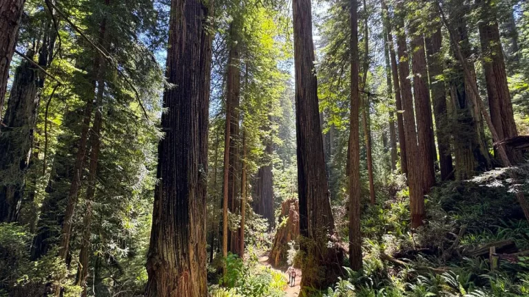 Two hikers are dwarfed by towering redwood trees, as they walk along a trail in Redwood National Park.