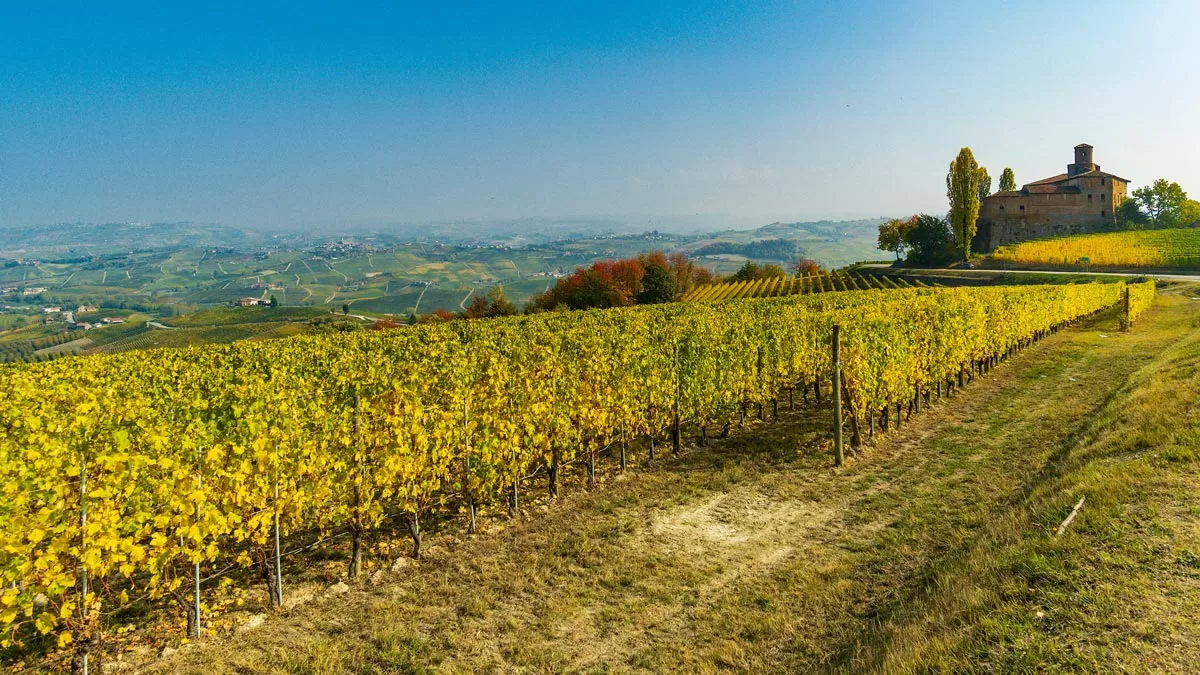 Bright yellow vineyards, used to produce Piedmont wines, stretch along an Italian hillside with a traditional stone home in the background.