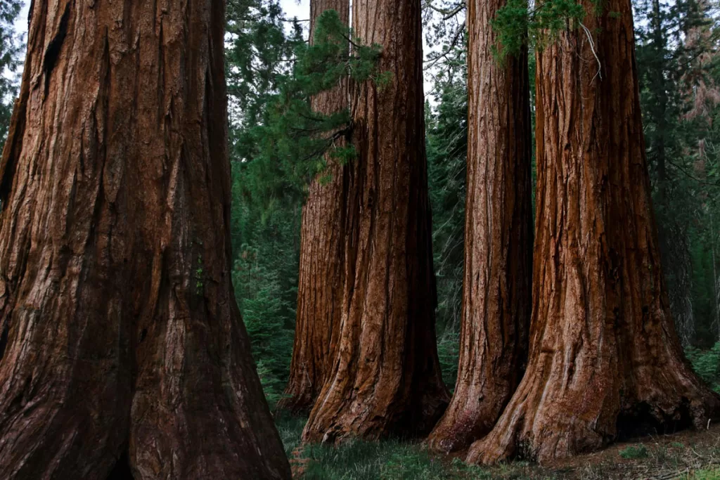 Massive sequoia tree trunks cluster together in Yosemite National Park's Mariposa Grove.