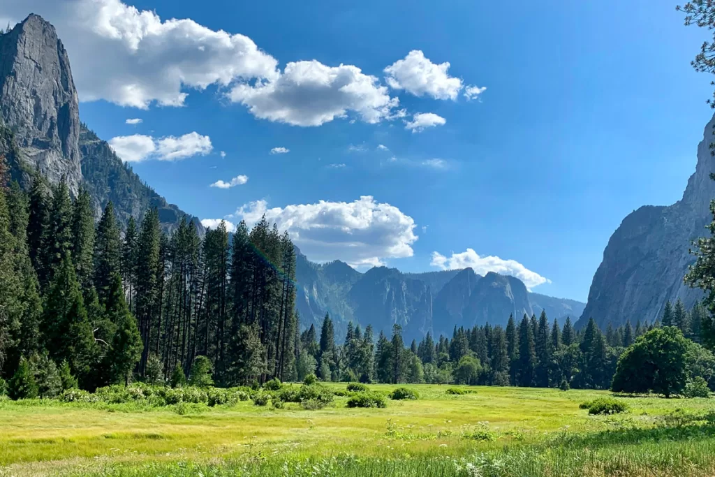 A sunny day in Yosemite Valley illuminates tall meadow grasses, surrounded by pine trees and granite cliffs on either side of the valley.