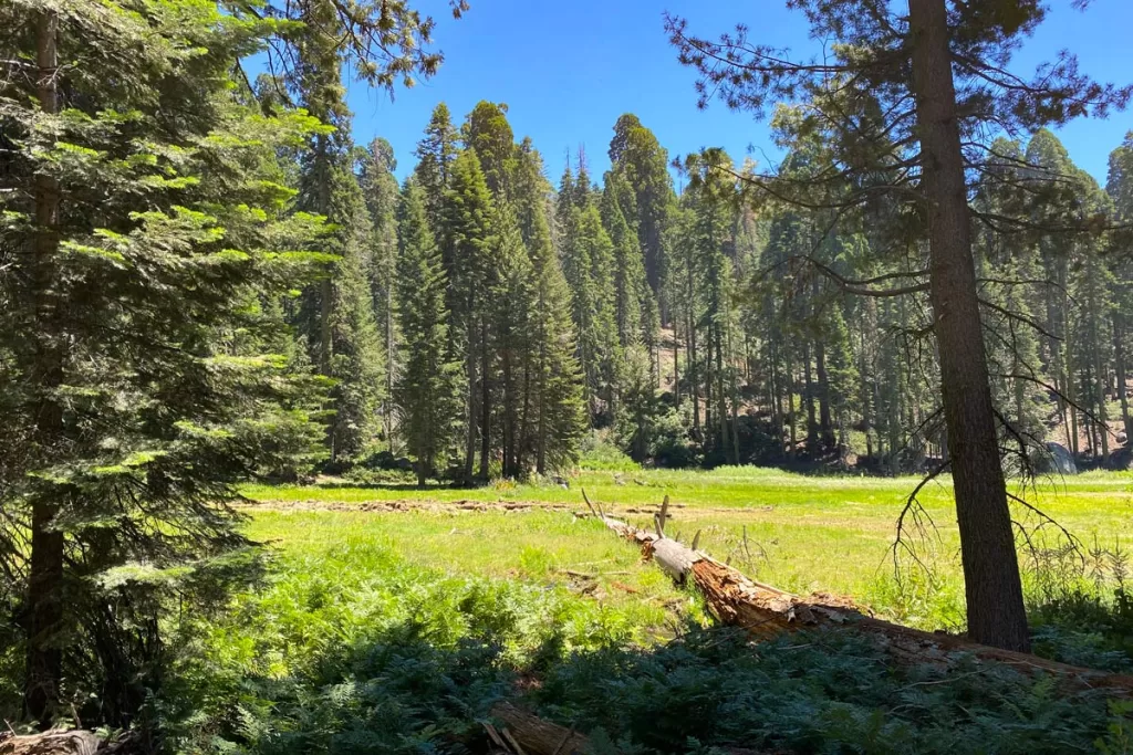 A fallen log stretches across the verdant Crescent Meadow, in Sequoia National Park.