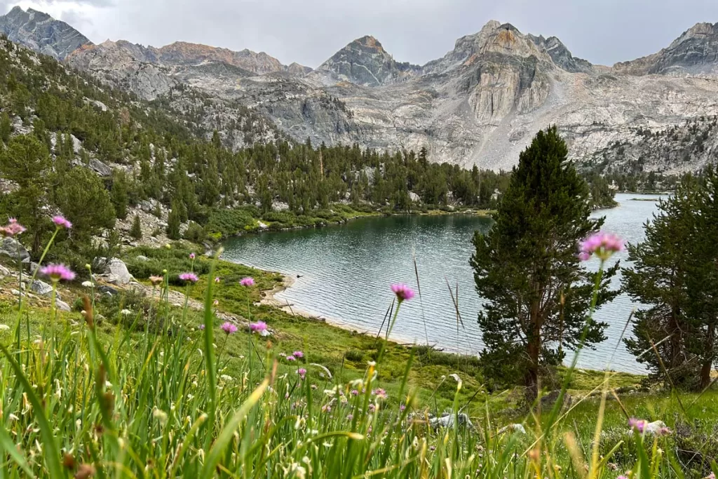 Purple wildflowers rise on a grassy hill above Lower Rae Lake in Kings Canyon National Park.