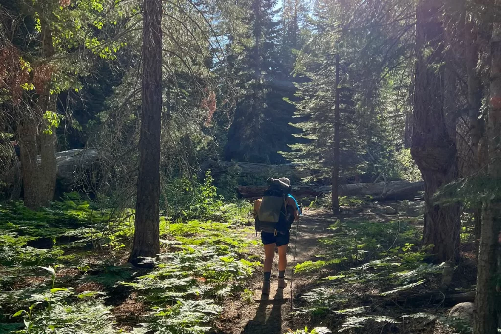 A lone hiker walks along a forested trail near Upper Paradise Valley on the Rae Lakes Loop in Kings Canyon National Park.