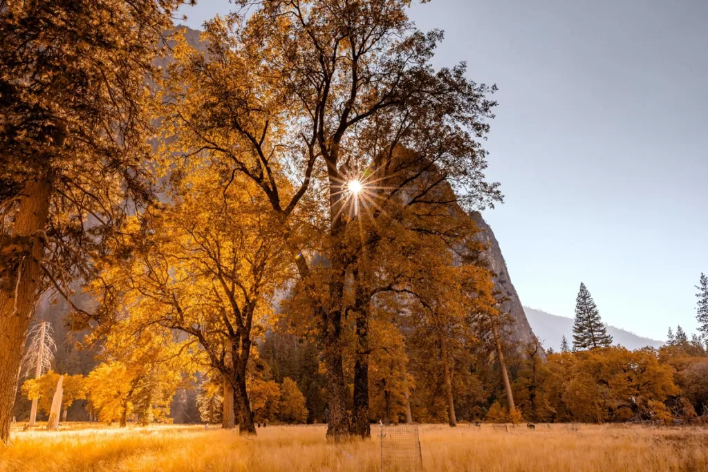 A sunburst shines through trees in Yosemite Valley on a late fall afternoon.