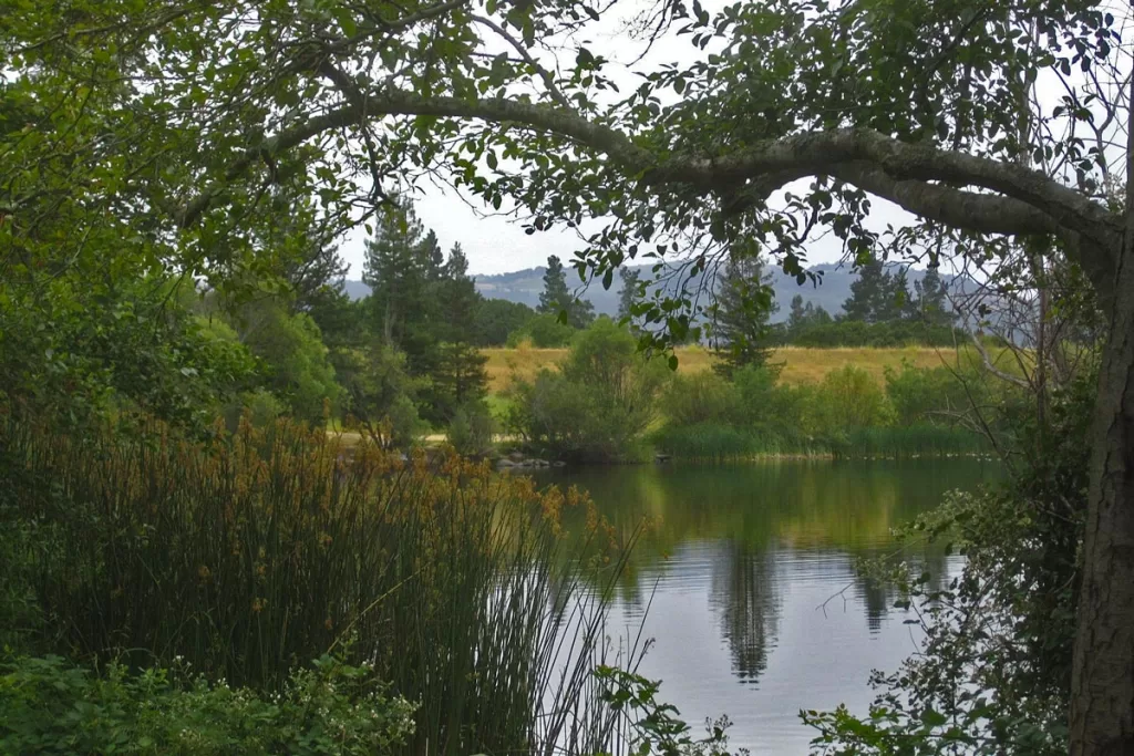 Lush greenery lines the banks of Spring Lake Regional Park in Santa Rosa, California.