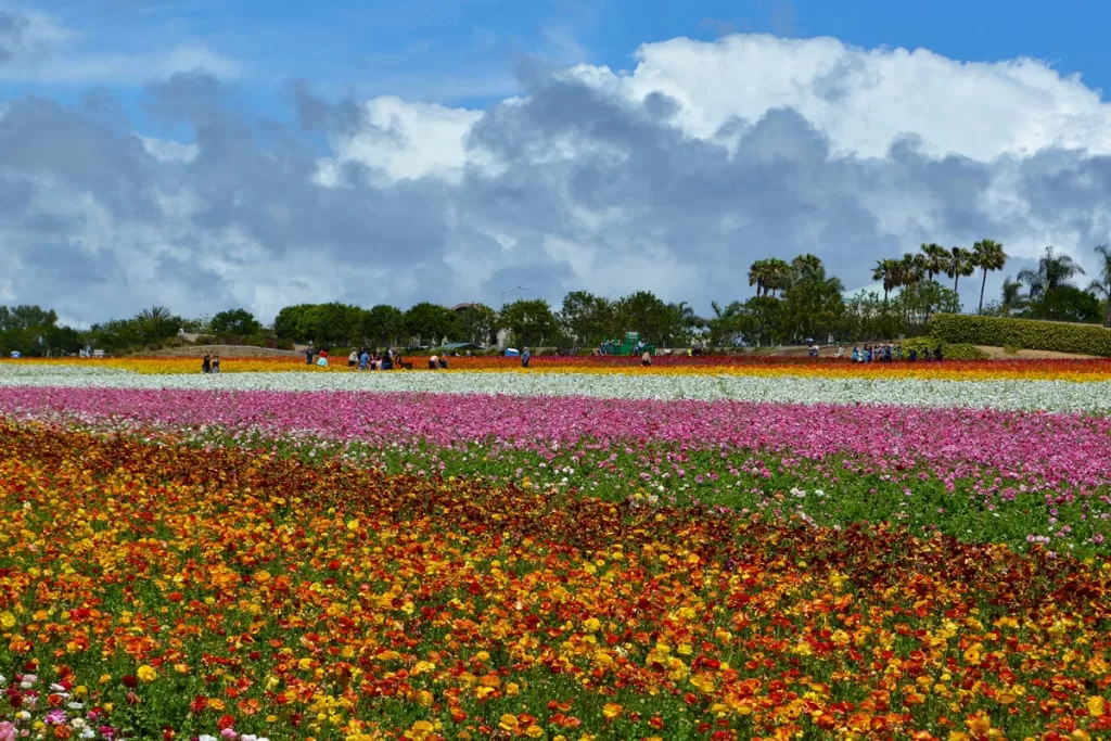 Rows of bright flowers stretch along the Carlsbad Flower Fields in Carlsbad, California.