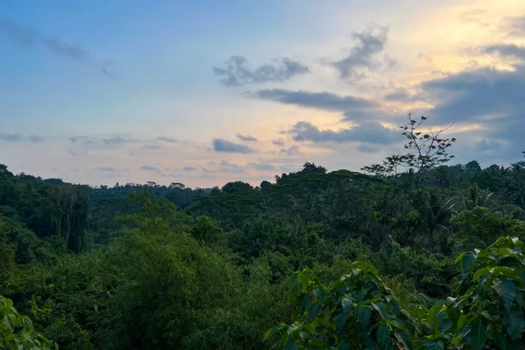 Jungle treetops stretch to the horizon at eye level with the patio of Dining Corner Restaurant outside of Ubud, Bali, Indonesia.