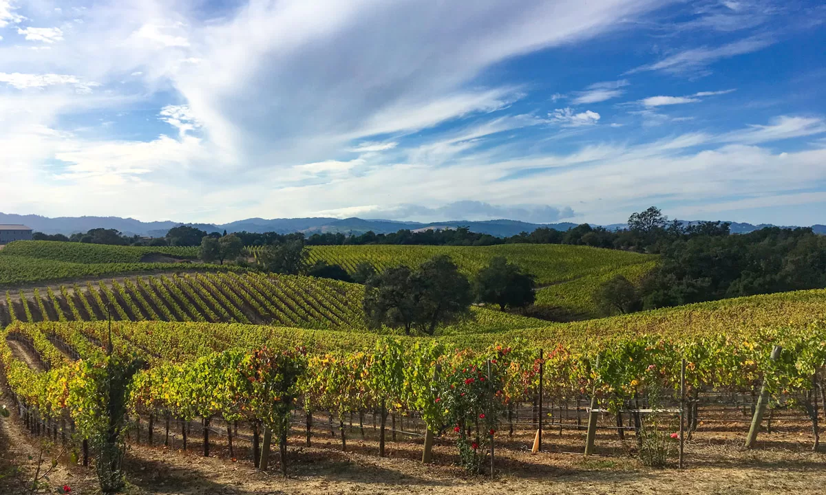 Natural Sonoma Wine: a Complete Guide to the Region’s Best Natural Wineries and Tasting Rooms