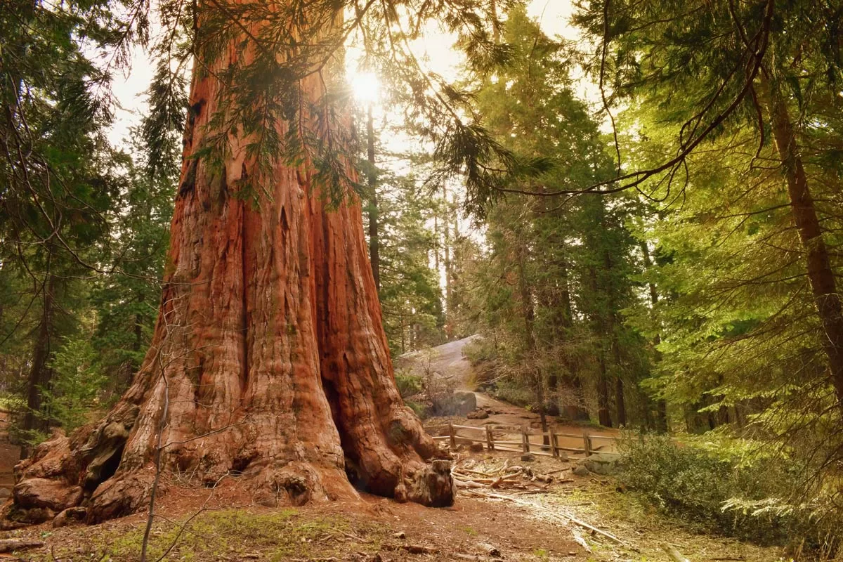 General Grant, one of the world's largest sequoia trees, rises above the forest floor in California's Kings Canyon National Park.