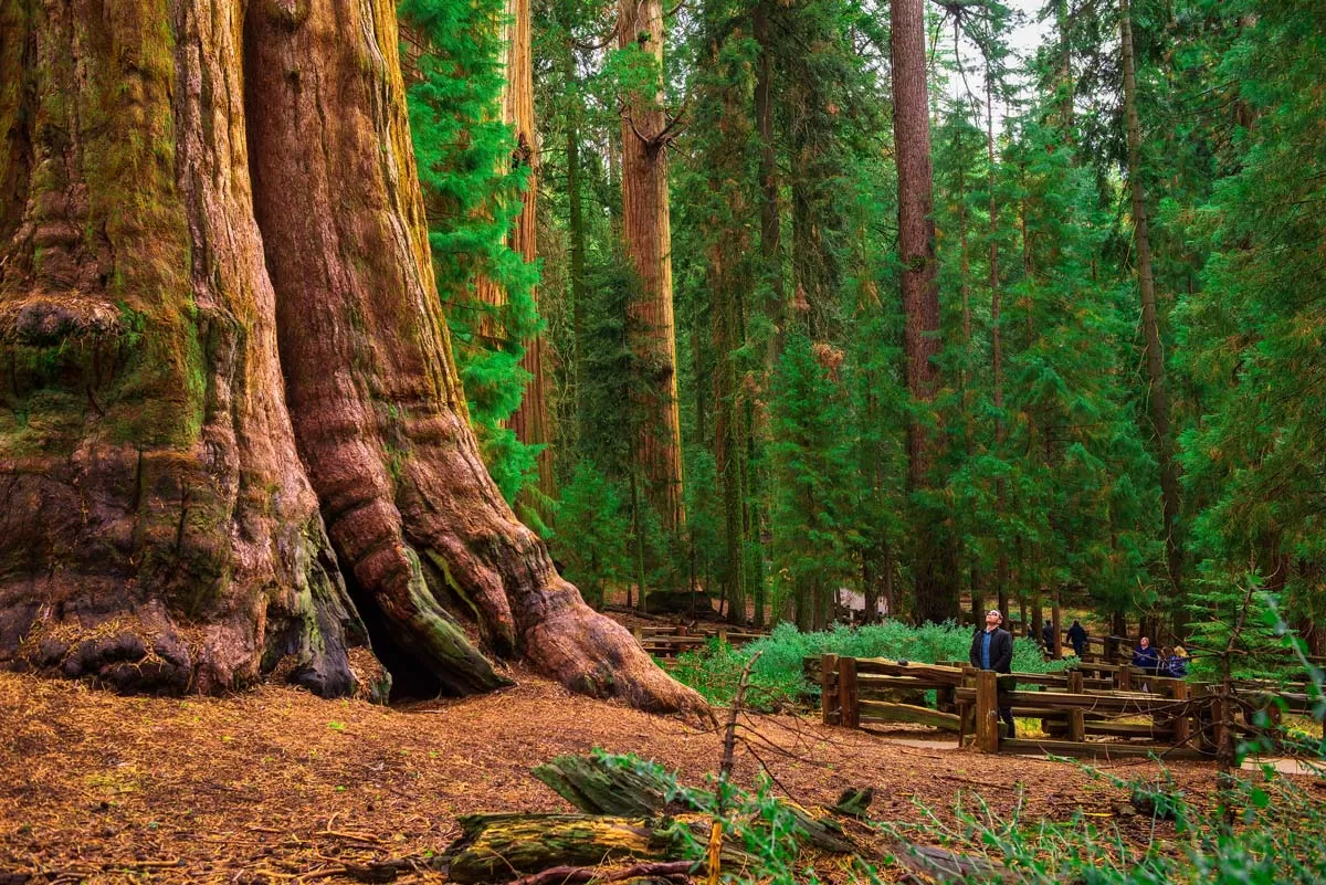Tourists gaze up at the massive tree trunk of General Sherman, the world's largest sequoia tree, in California's Sequoia National Park.