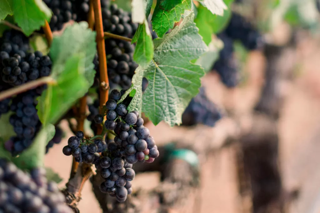 A closeup of purple grapes on a vine