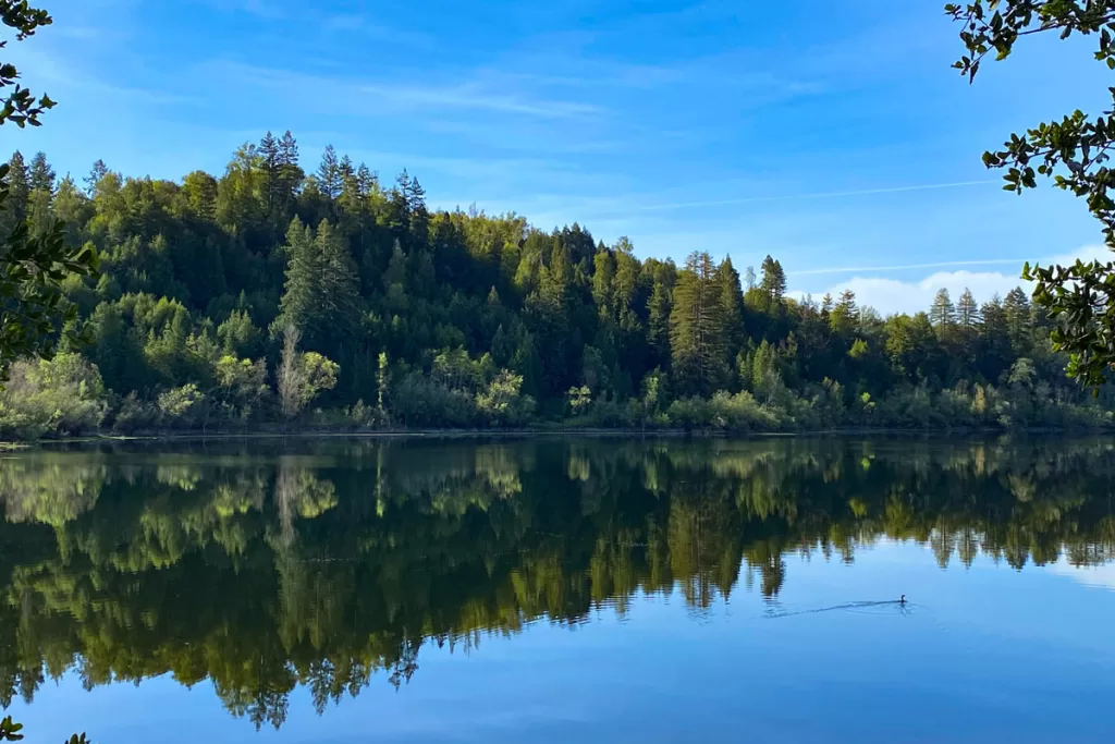A bird glides across the glassy waters of Riverfront Regional Park in Sonoma County, California.