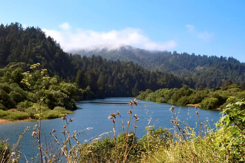 The Russian River winds placidly past riverbanks lined with redwood trees near Duncan Mills in Sonoma County, California.