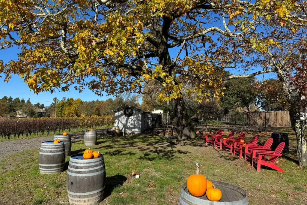 Red Adirondack chairs and barrels topped with pumpkins overlook vineyards on a clear fall day in Sebastopol, California.