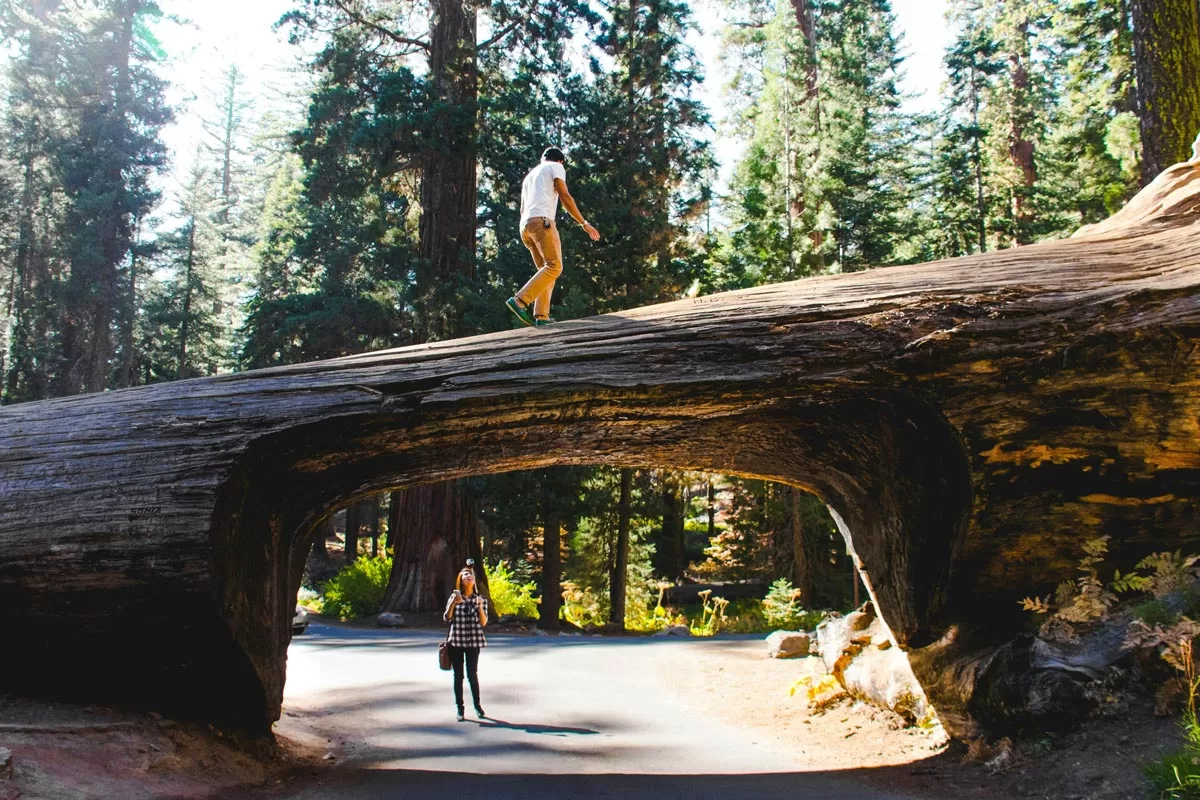 A man walks along the top of Tunnel Log in California's Sequoia National Park.