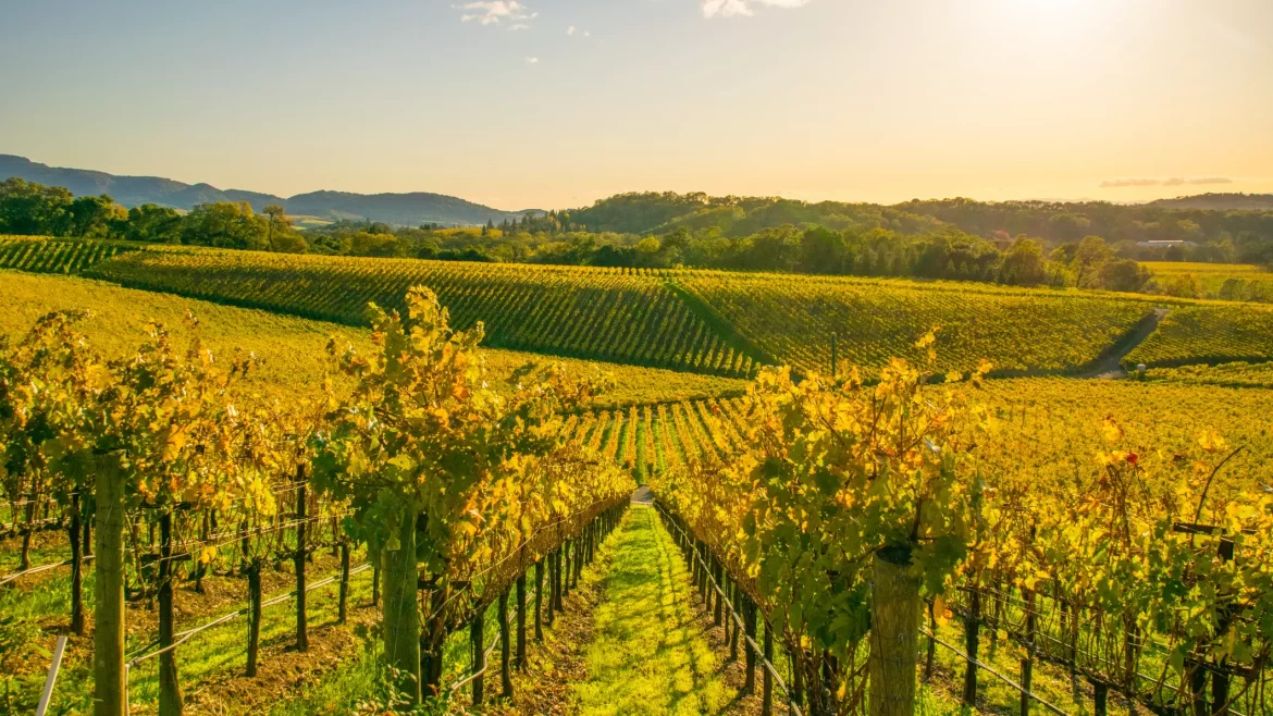 Rolling vineyards are bathed in the golden light of sunset in Napa, California.