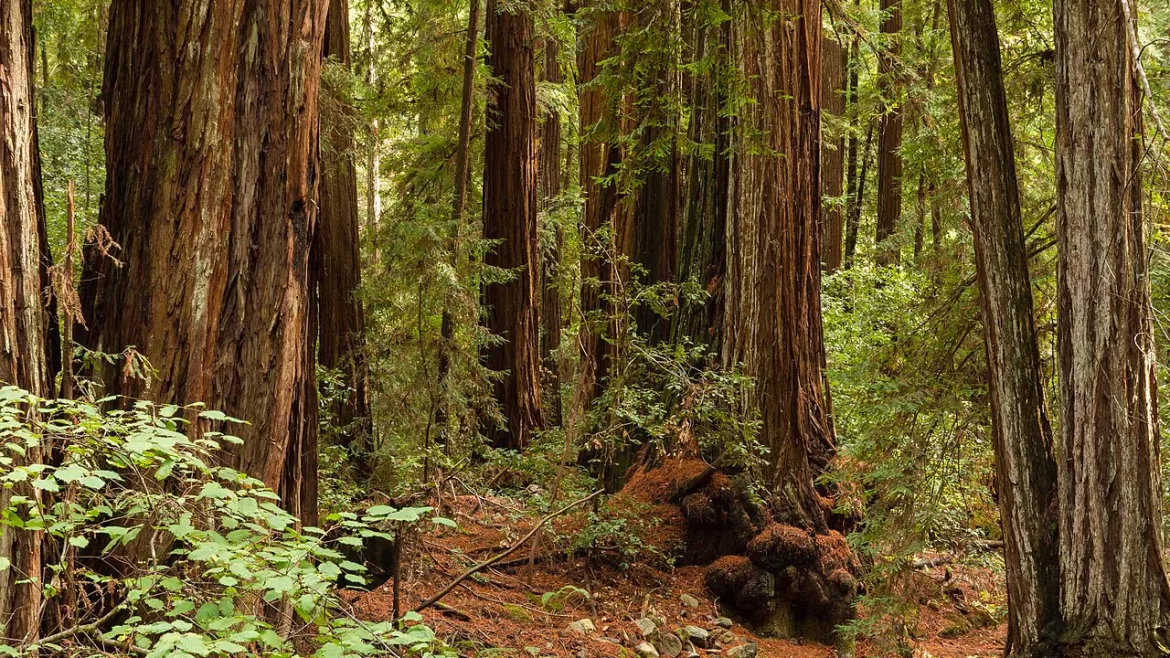 A grove of redwood trees in Armstrong Redwoods State Natural Reserve near Guerneville, California.