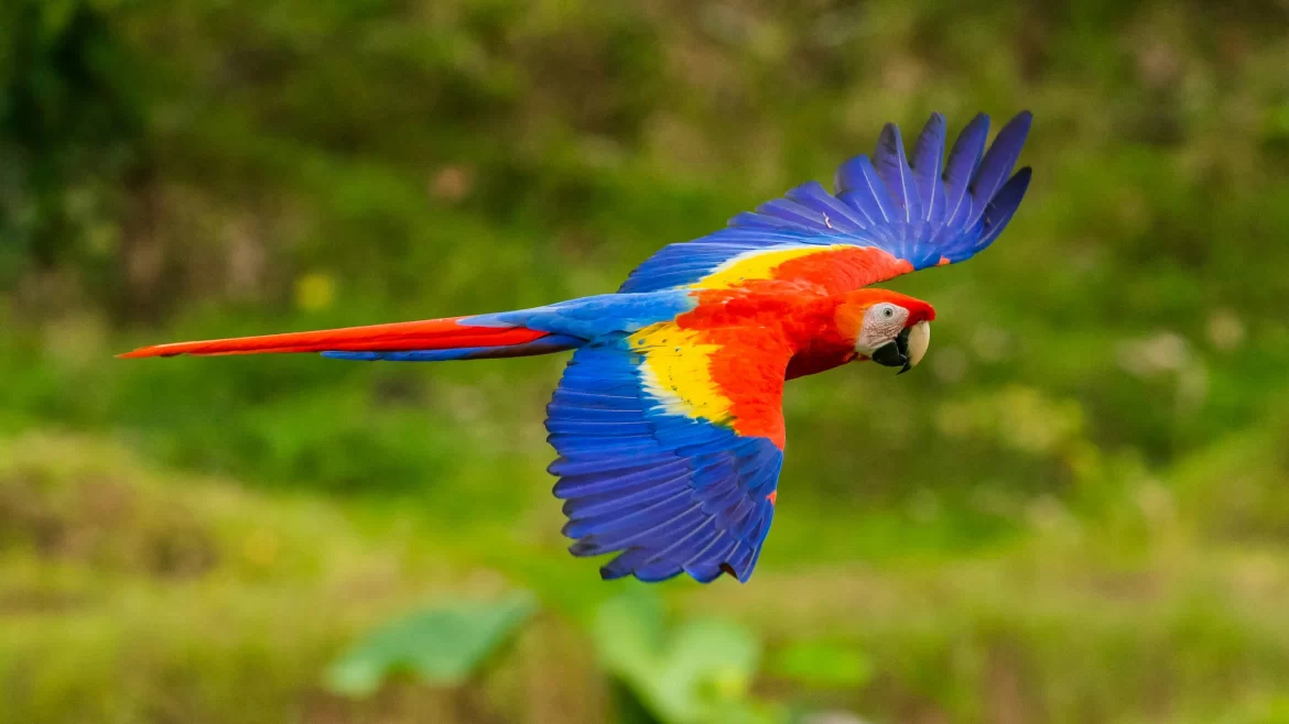 A red macaw flies through the air against a green jungle background.